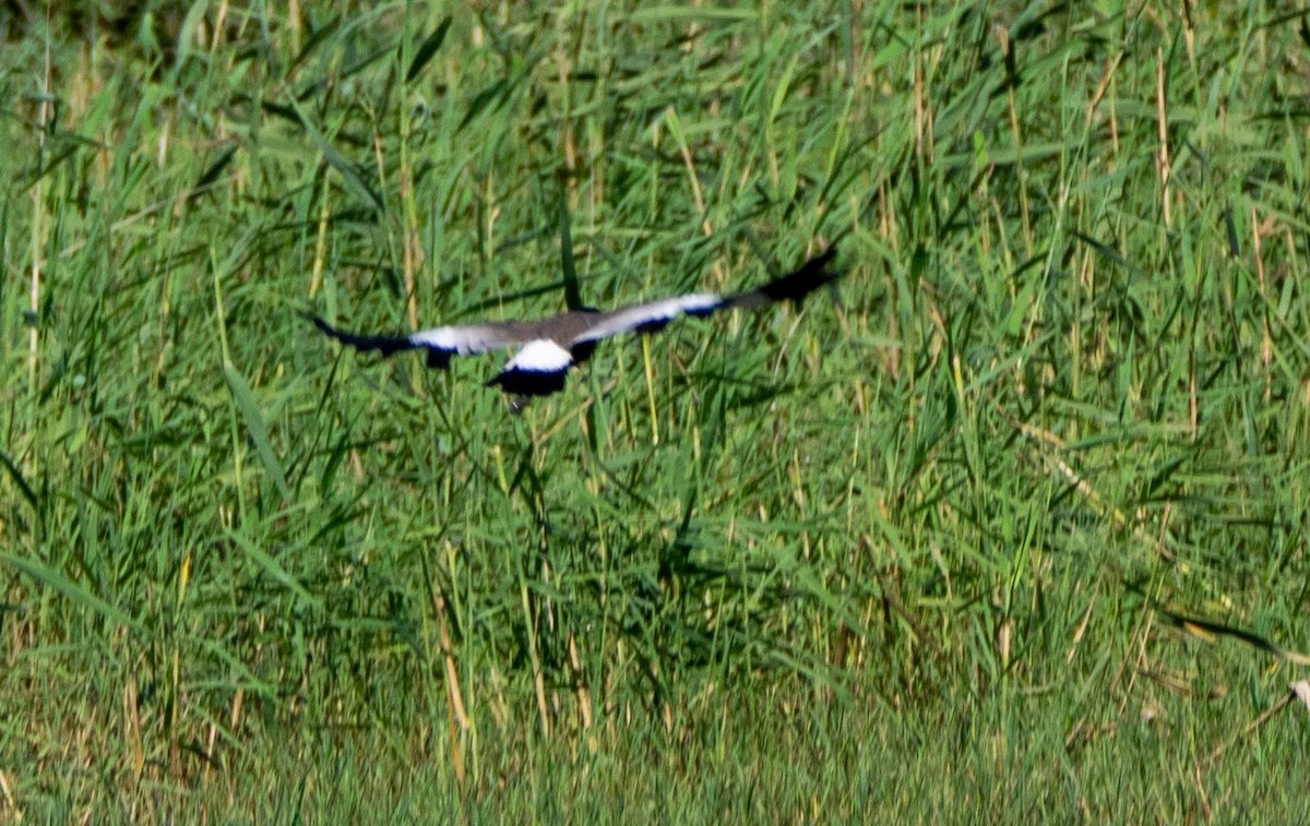 Spur-winged Lapwing - ML435152931