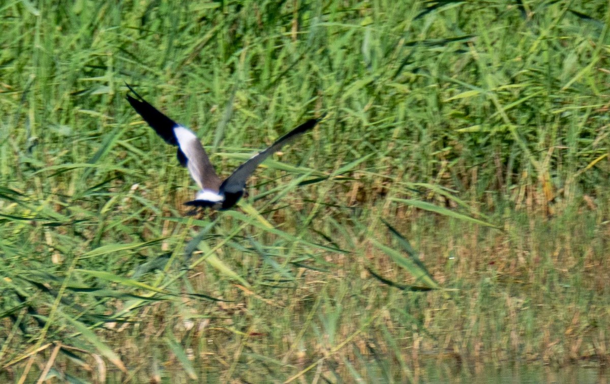 Spur-winged Lapwing - ML435152941