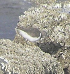 Spotted Sandpiper - Isaiah Nugent
