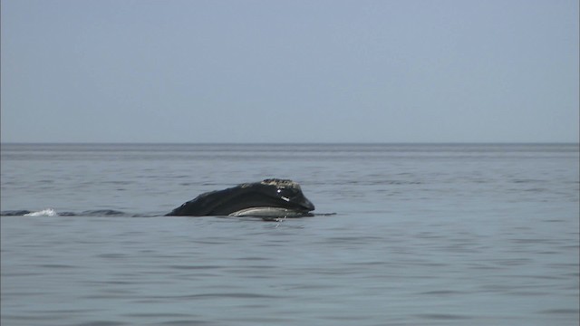 North Atlantic right whale - ML435156