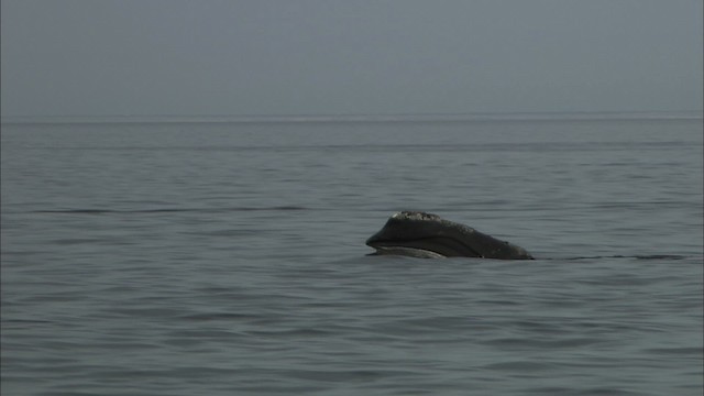 North Atlantic right whale - ML435159