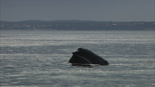 North Atlantic right whale - ML435162