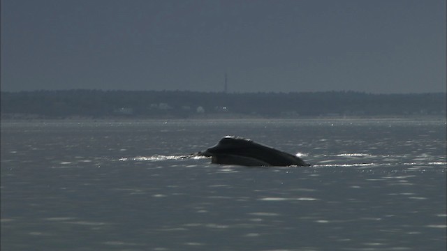 North Atlantic right whale - ML435166