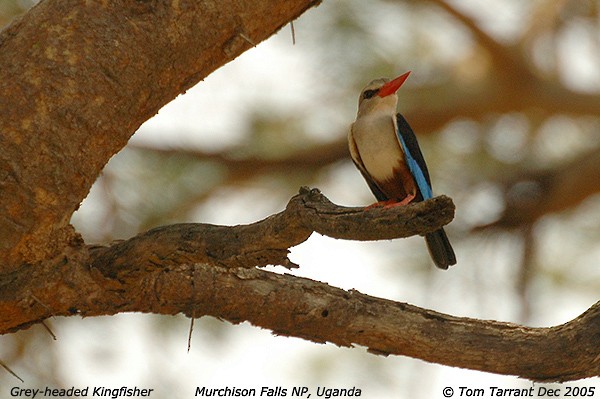 Gray-headed Kingfisher - Tom Tarrant