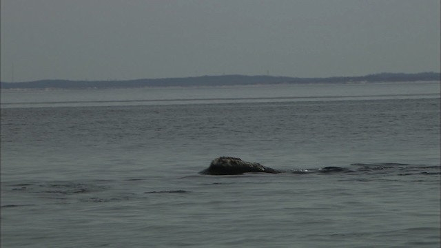 North Atlantic right whale - ML435167