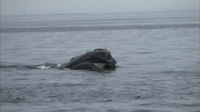 North Atlantic right whale - ML435173