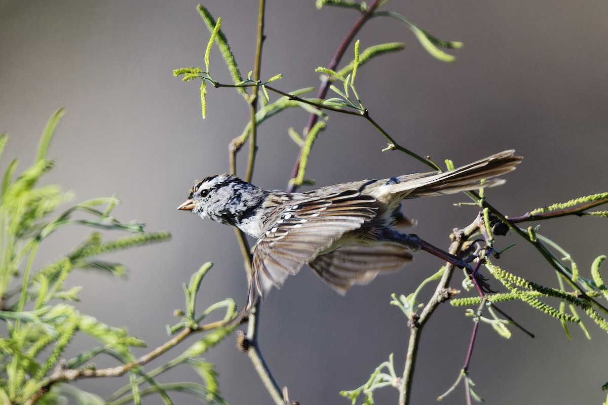 White-crowned Sparrow - ML435173301