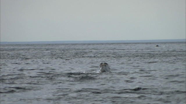 North Atlantic right whale - ML435175