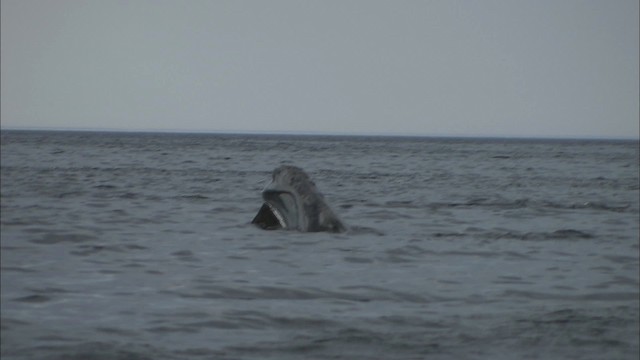 North Atlantic right whale - ML435178