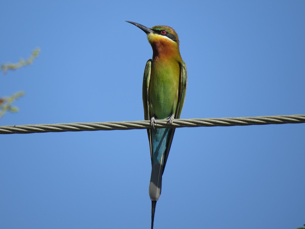 Blue-tailed Bee-eater - Sarrah Reshamwala