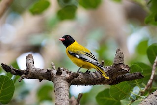  - African Black-headed Oriole