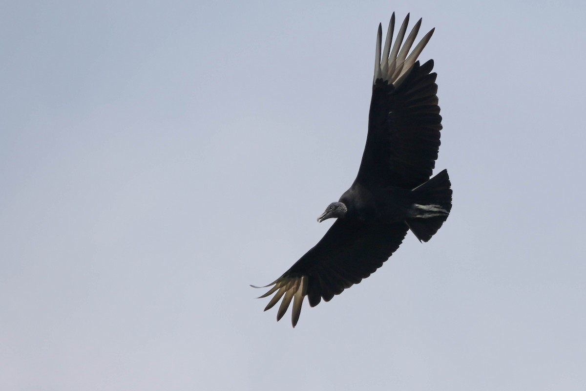 Black Vulture - ML435182941