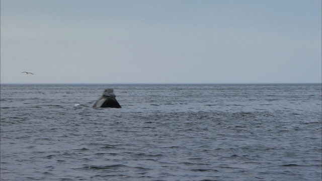 North Atlantic right whale - ML435183