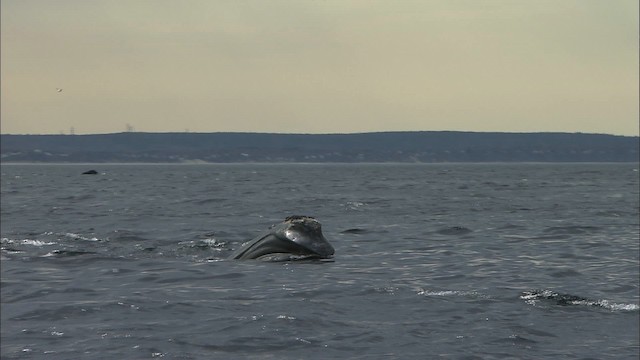North Atlantic right whale - ML435186
