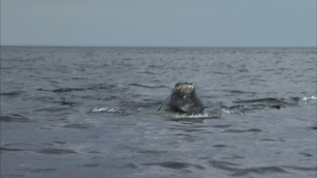 North Atlantic right whale - ML435187