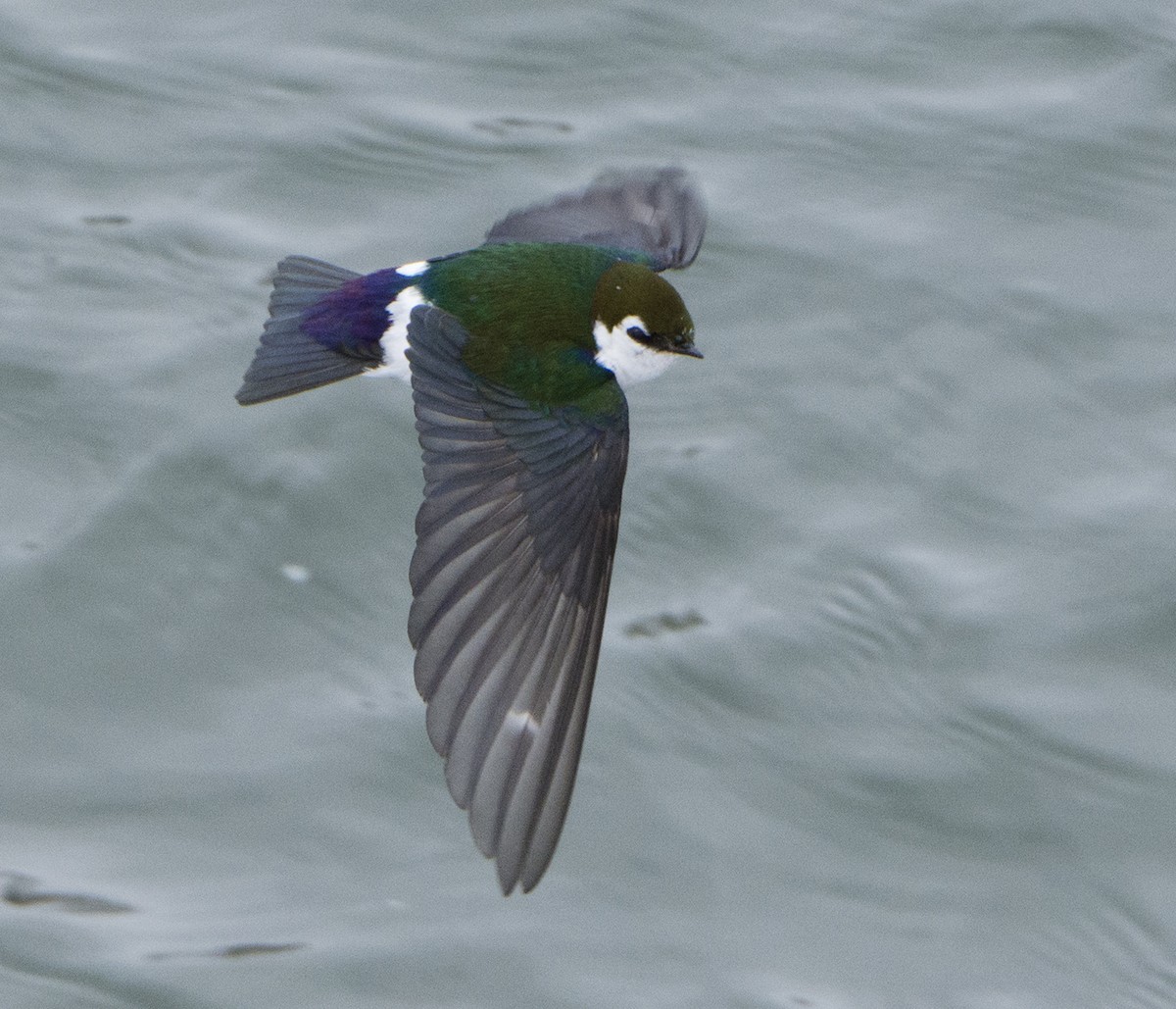 Violet-green Swallow - ML435187111