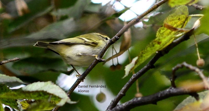 Yellow-browed Warbler - ML43518791