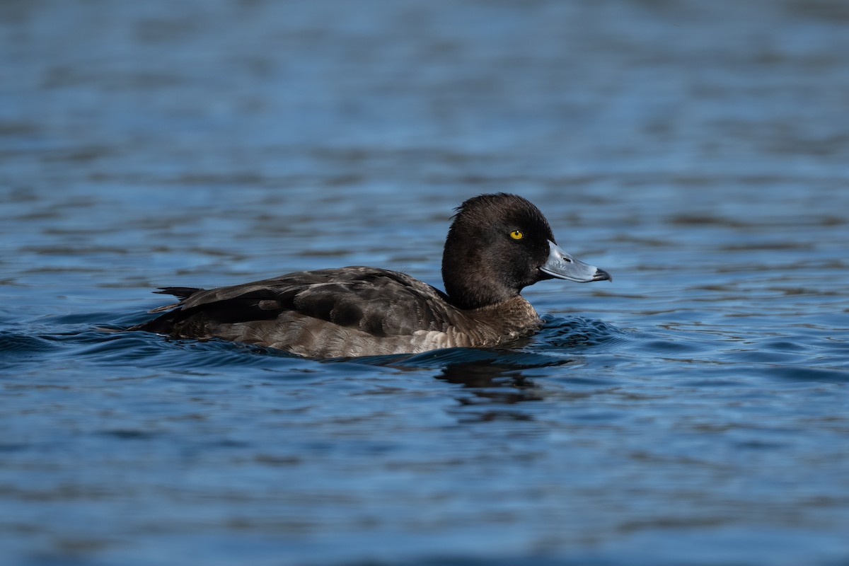 Tufted Duck - ML435188201