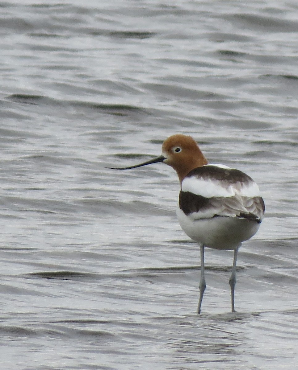 American Avocet - Melody Asher