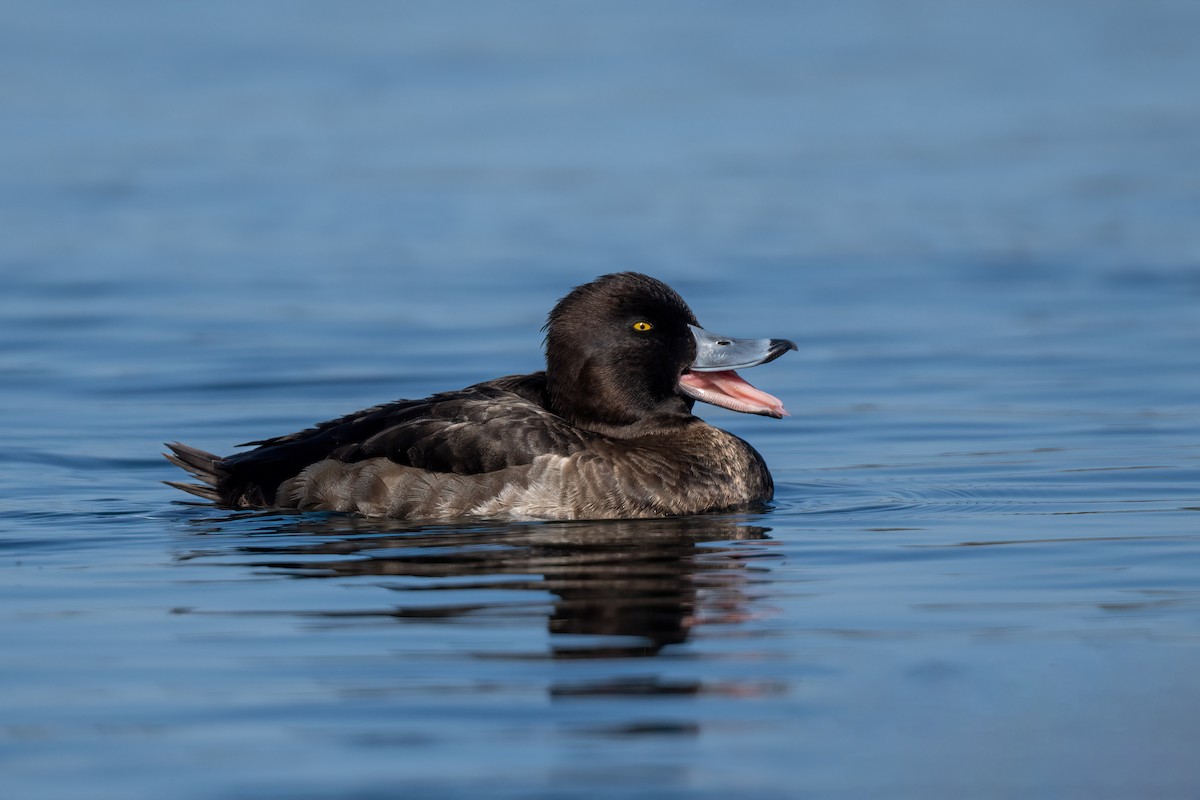 Tufted Duck - ML435191711
