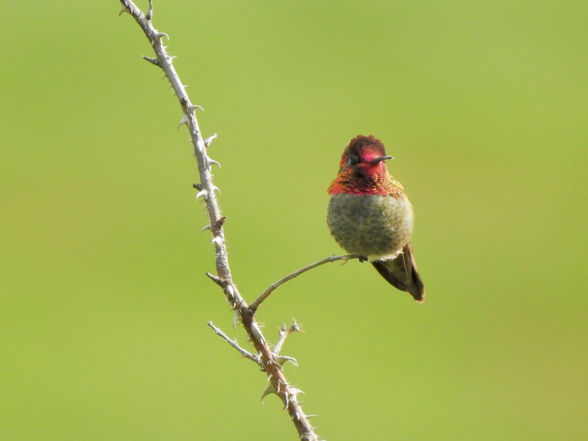 Anna's Hummingbird - ML435192401