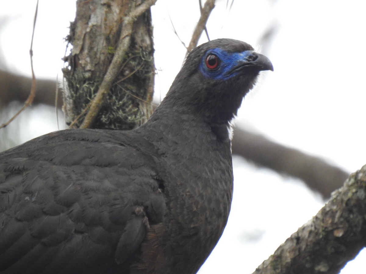 Sickle-winged Guan - ML435200071