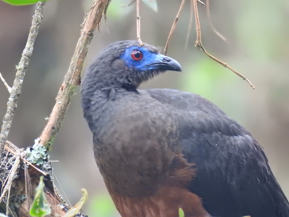 Sickle-winged Guan - ML435200081