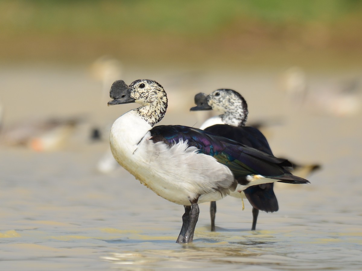 Knob-billed Duck - Renuka Vijayaraghavan