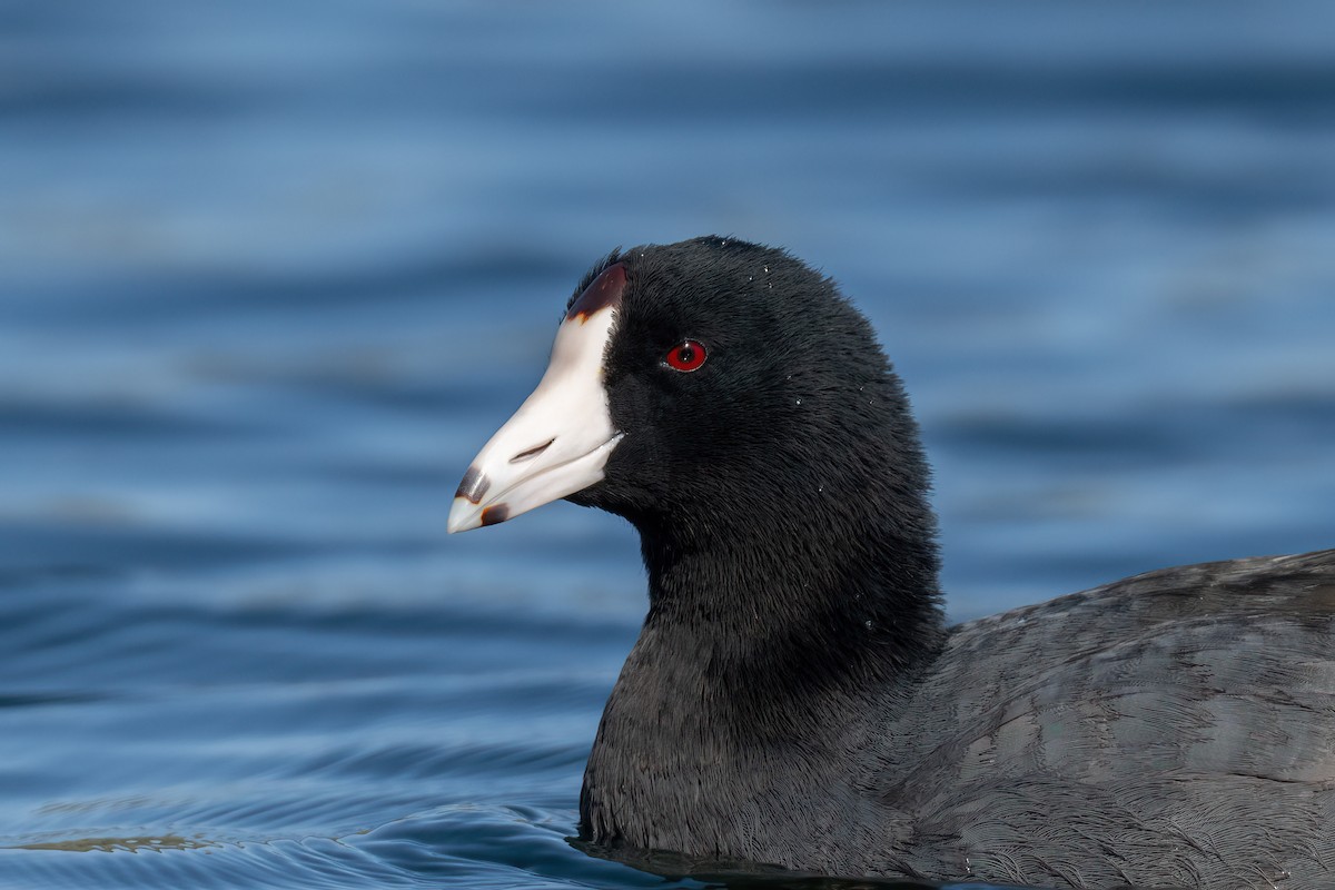American Coot - Andrew Newmark
