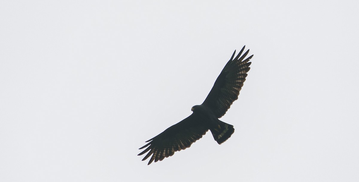 Zone-tailed Hawk - Caleb Putnam