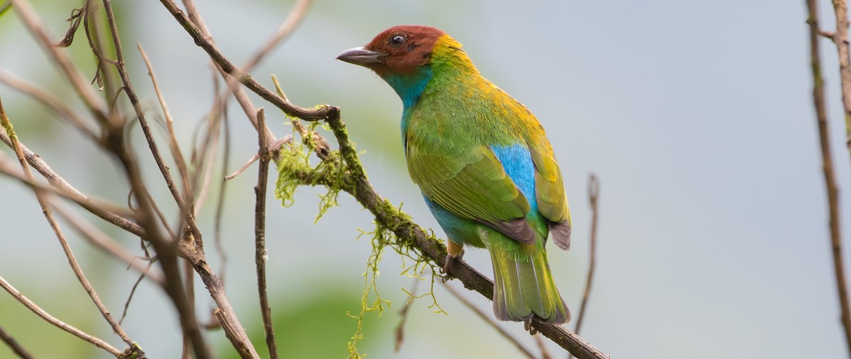 Bay-headed Tanager - ML435213181