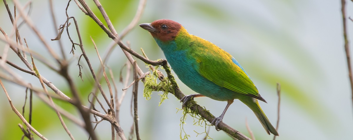 Bay-headed Tanager - ML435214501