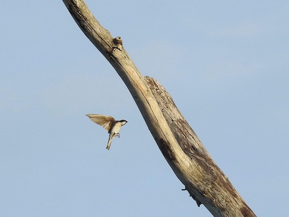 Tree Swallow - ML435215841
