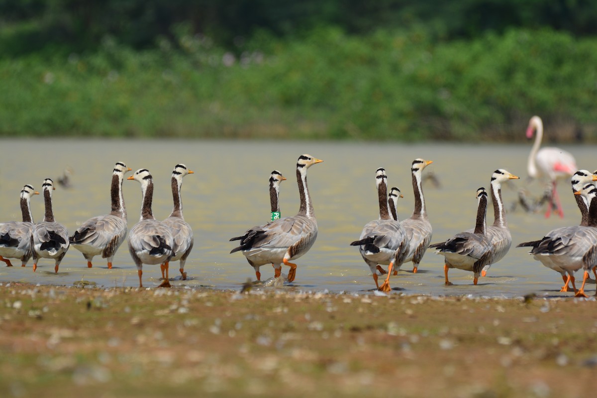 Bar-headed Goose - Renuka Vijayaraghavan