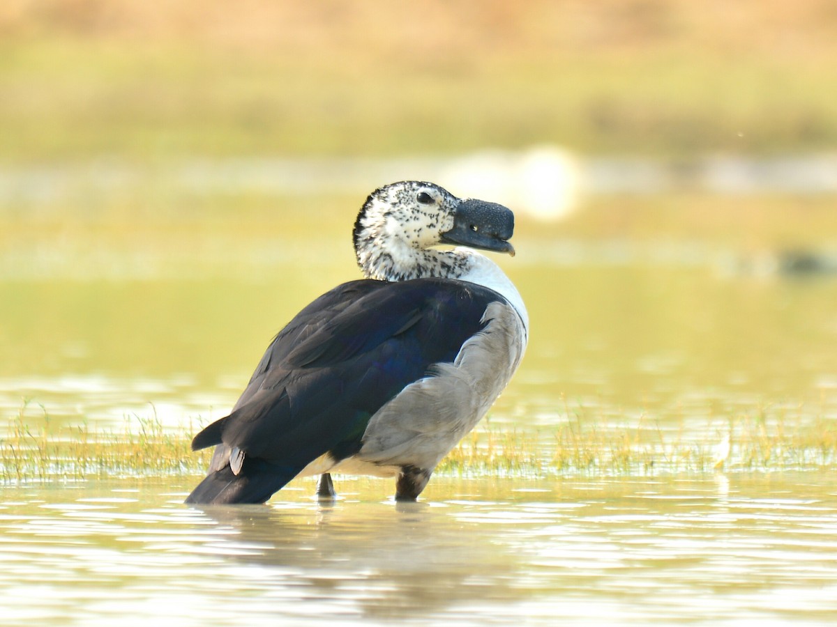 Knob-billed Duck - Renuka Vijayaraghavan