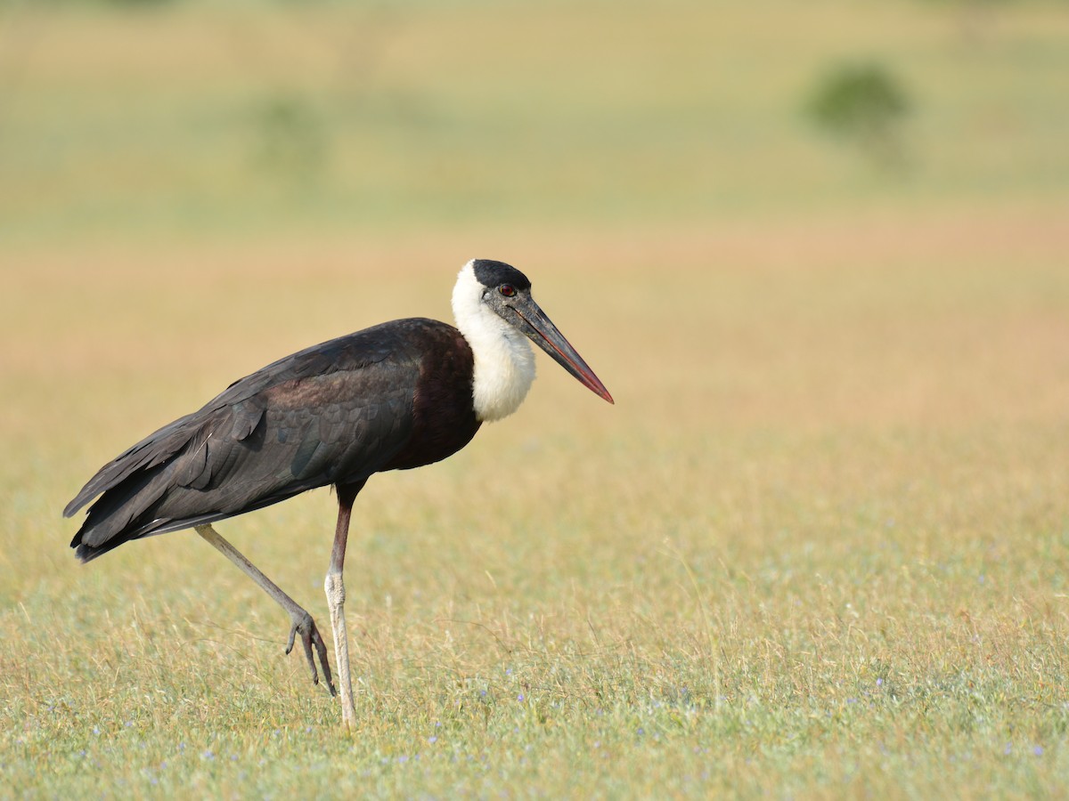 Asian Woolly-necked Stork - Renuka Vijayaraghavan