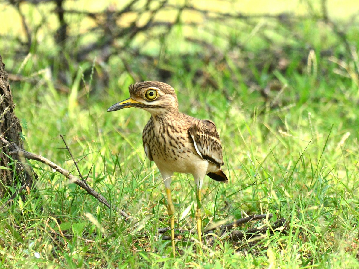 Indian Thick-knee - ML43521851