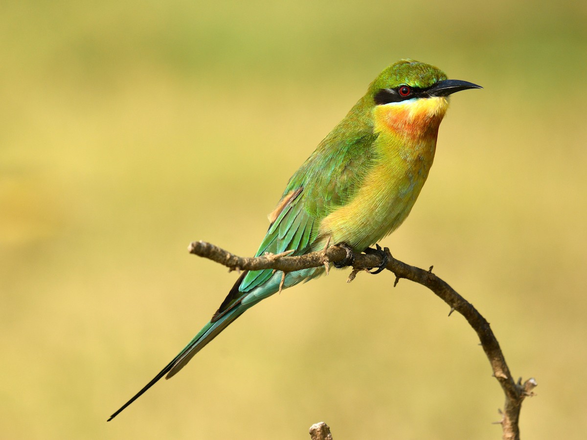 Blue-tailed Bee-eater - ML43521871