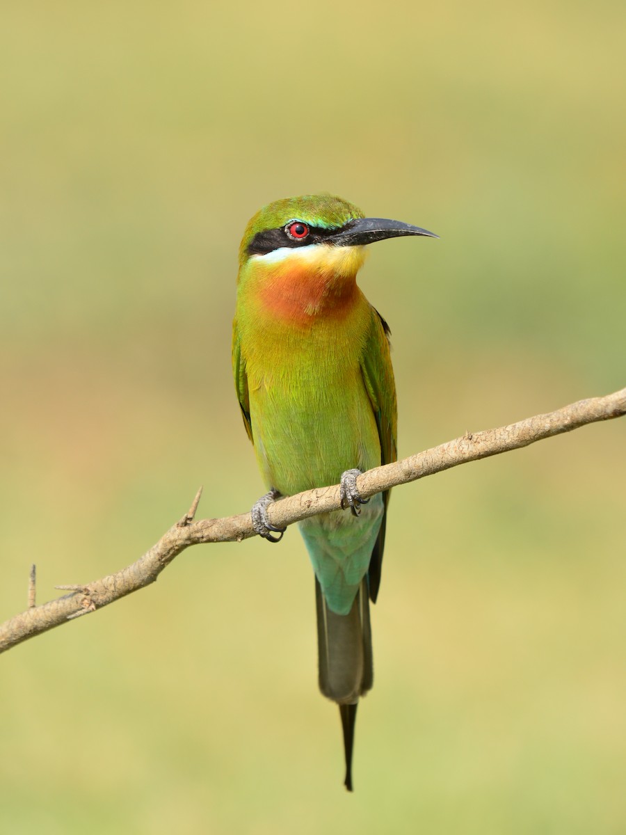 Blue-tailed Bee-eater - ML43521961
