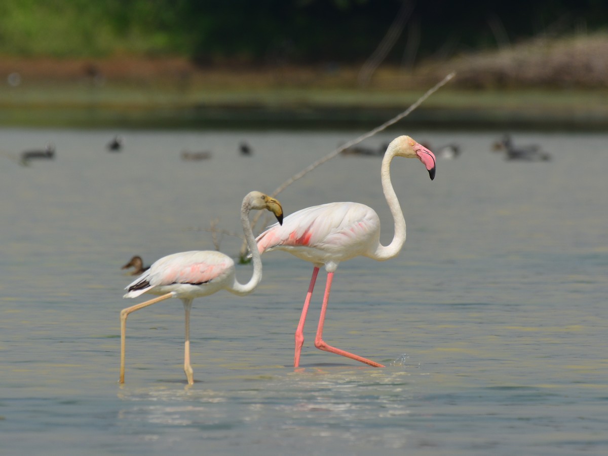Greater Flamingo - ML43521971