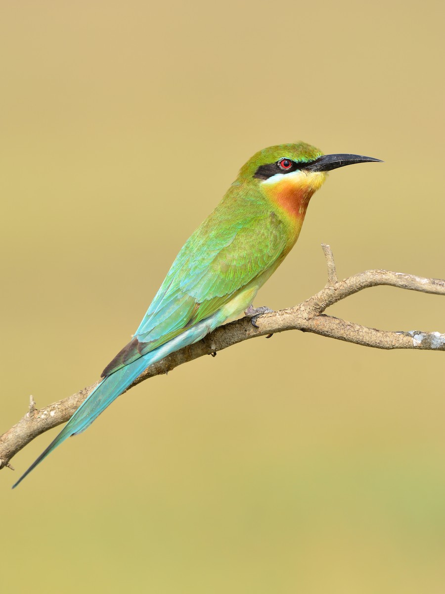 Blue-tailed Bee-eater - ML43522001