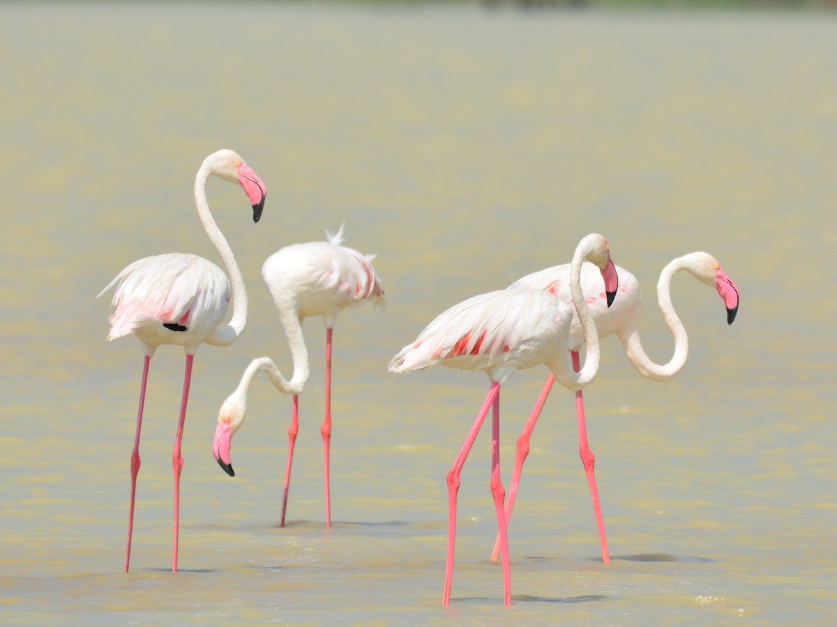 Greater Flamingo - ML43522011