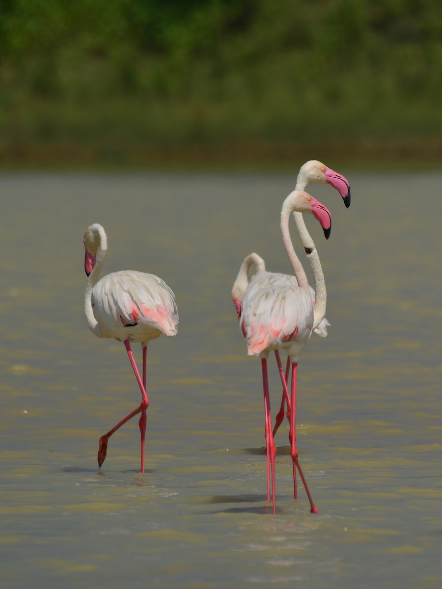 Greater Flamingo - ML43522041