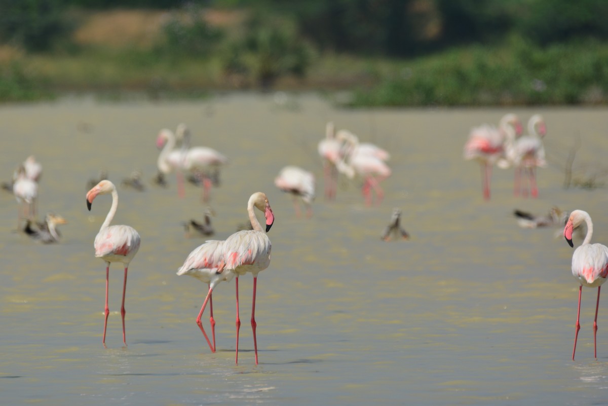 Greater Flamingo - Renuka Vijayaraghavan