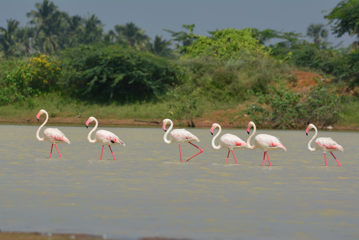 Greater Flamingo - ML43522091