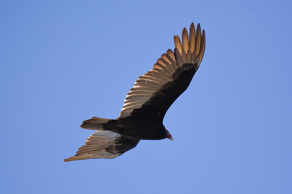 Turkey Vulture - Anna Battaglia