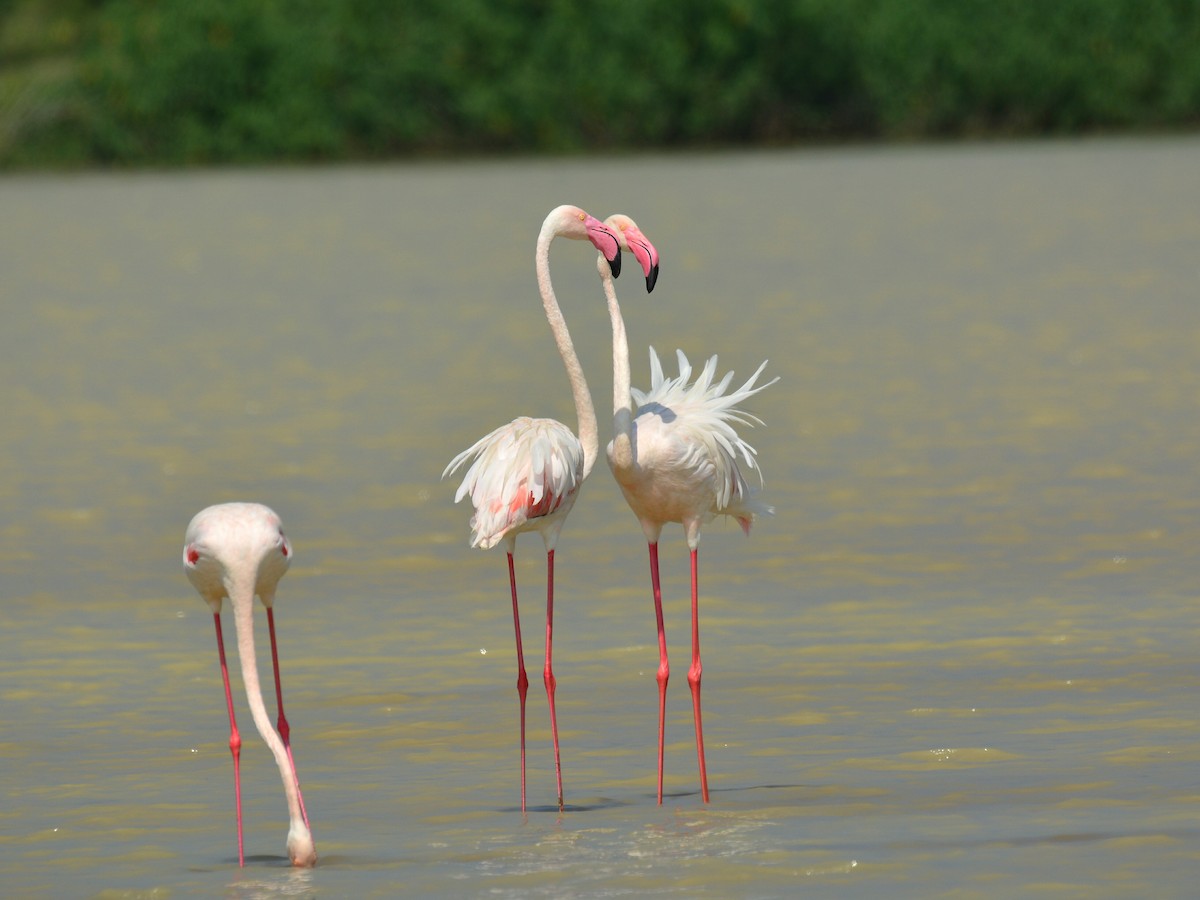 Greater Flamingo - ML43522131