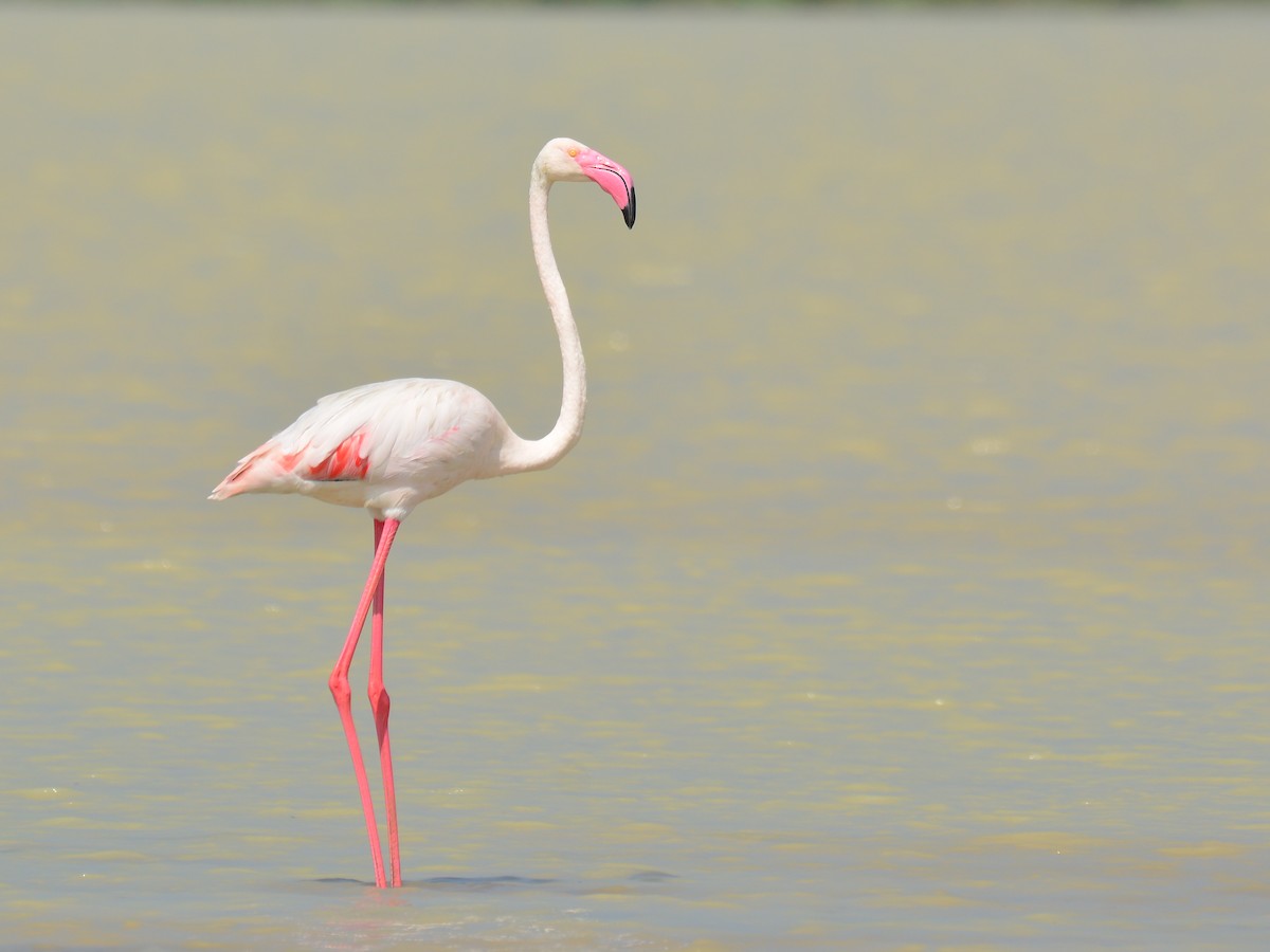 Greater Flamingo - Renuka Vijayaraghavan