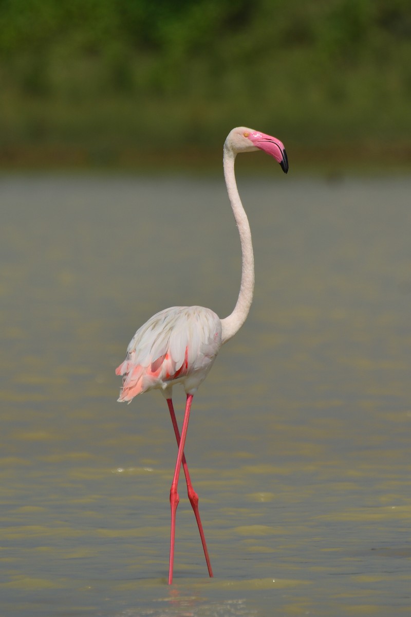 Greater Flamingo - ML43522181