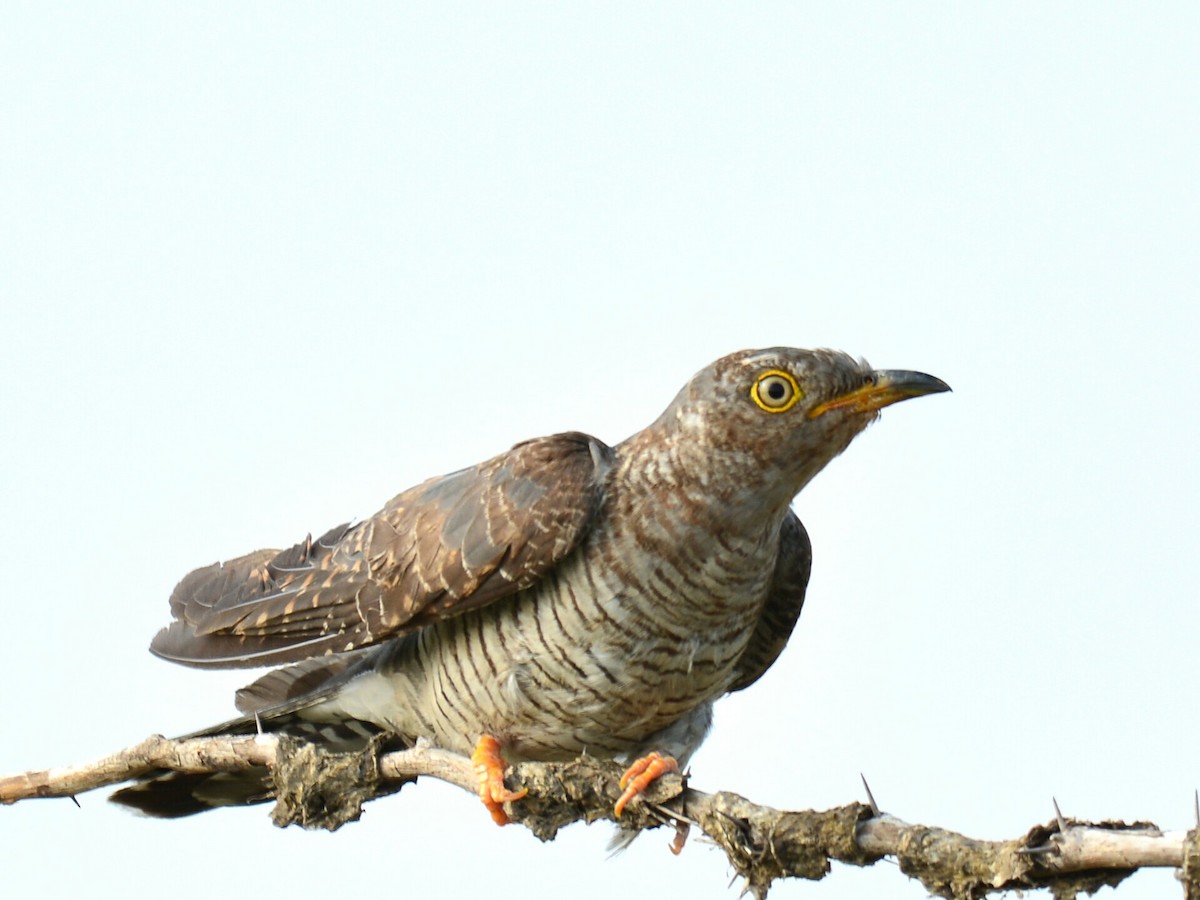 Common Cuckoo - ML43522191